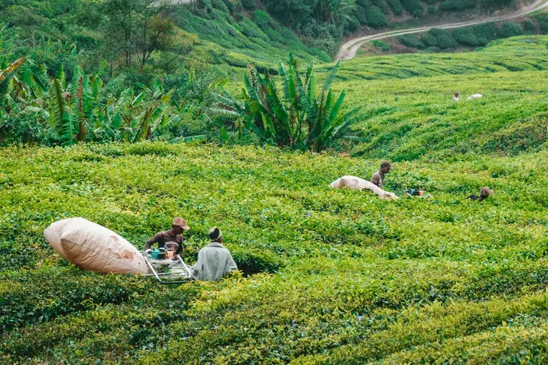 Workers harvesting tea on a Malaysian hillside